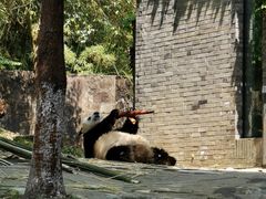 -都江堰中华大熊猫苑