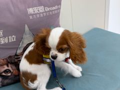 -美联众合动物医院·24h京西诊疗中心