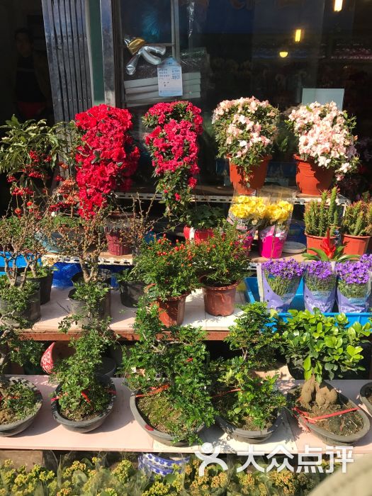 五角场花鸟市场图片 - 第38张