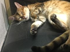 -猫色咖啡·猫咖