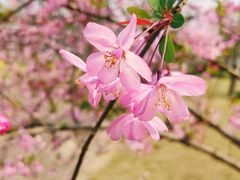 -铁山坪森林公园