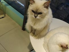 -怪兽屋·羊驼·猫咖·狗咖(俊华广场店)