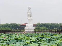 -荷塘月色湿地公园·向阳花洲