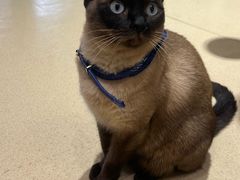 -藏猫猫咖啡主题馆(中央大道店)