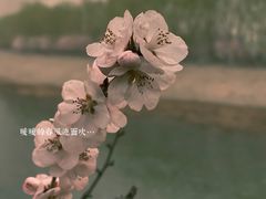 -桃花堤公园