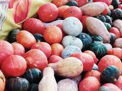 -前小桔亲子创意农场·草莓采摘·露营烧烤