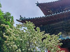 -报恩寺(平武县)