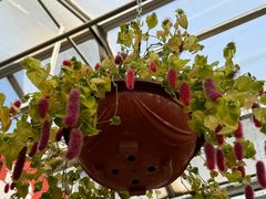 -南宫五洲植物乐园