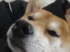 -怪兽屋·羊驼·猫咖·狗咖(俊华广场店)