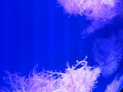 -福州罗源湾海洋世界旅游区