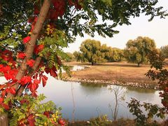 -北京麋鹿生态实验中心