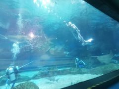 -海合安成都极地海洋公园