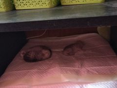 -乖乖宠物医院·猫科·急重症中心(车站北路分院)