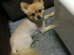 -喵宠乐园·撸猫互动·猫舍