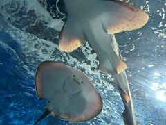 -上海海洋水族馆