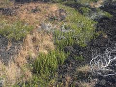 -夏威夷火山国家公园
