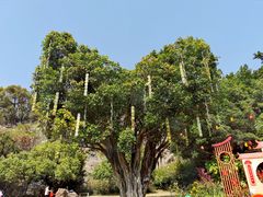 -金鸡山公园
