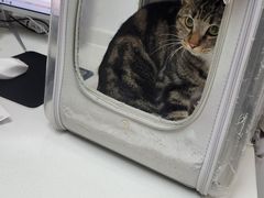 -中农大我爱我爱24h动物医院·中医针灸·猫专科·骨科医疗中心(双井店)