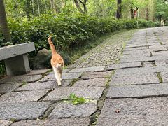 -吴山景区