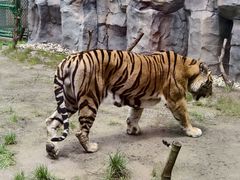 -上海野生动物园老虎餐厅