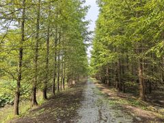 -黄海国家森林公园