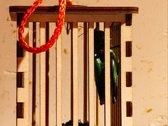 -小吊梨汤·北京菜·烤鸭(双井乐成中心店)