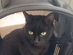 -艾贝尔宠物医院·24H转诊中心·肿瘤猫专科(江宁双龙店)