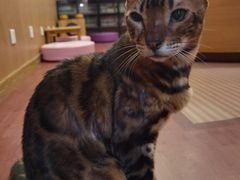 -MOCHA明星猫咖(田子坊店)