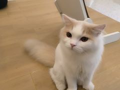 -猫域·湾主题猫咖·宠物吧(南坪城市广场店)