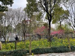 -南汇桃花村