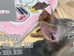 -帕帕拉兹宠物(亚洲旗舰店)