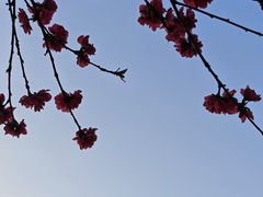 -三圣花乡旅游区