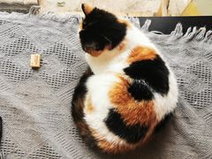 -平行世界·猫咖(首经贸店)