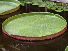 -黑龙江省森林植物园