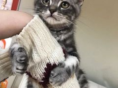 -lincat·猫舍(广州店)