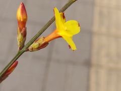 -杨国福麻辣烫(联合大学店)