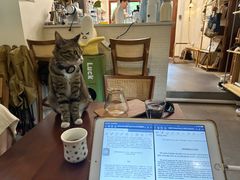 -SAFARI COFFEE