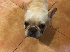 -more than meow吴止猫主题餐厅(承德 中船汇店)