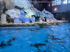 -帝企鹅自助餐厅•儿童岛•真企鹅(长隆企鹅酒店)