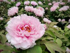 -莲花池公园