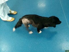 -瑞派·关忠动物医院·异宠专科·犬猫肿瘤·皮肤专科(望京店)