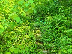 -青龙山国家森林公园