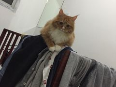 -重庆烧鸡公火锅(簋街店)