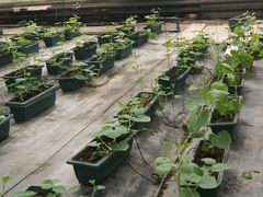 景点-观光南瓜园