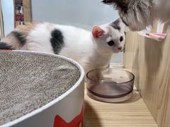 -屋虎猫馆(宝安大仟里店)