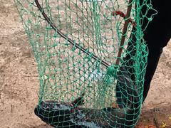 -古城苗家土菜馆(河景餐厅店)