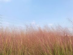 -王借岗森林公园