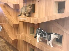 -袖虎·猫馆(体育西路店)
