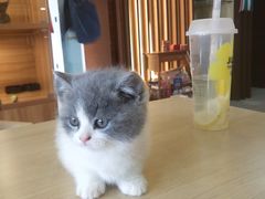-猫十亿·布偶金渐层·曼基康矮脚猫舍(青年路店)