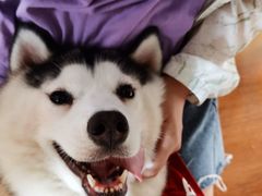 -Husky Go! 哈士奇体验馆·宠物咖啡厅狗咖